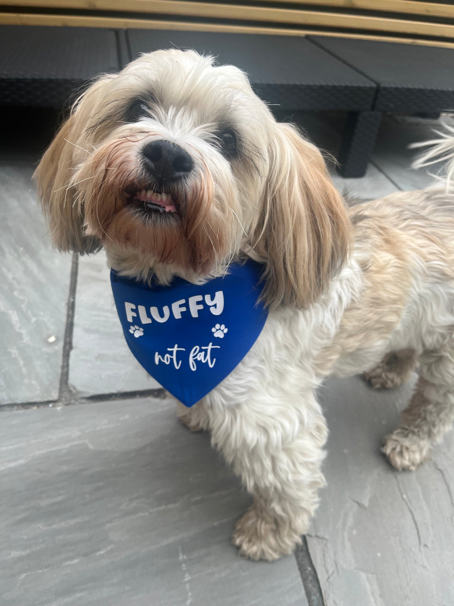 Pet Bandana - Made to order - Pawsitively Purrfect