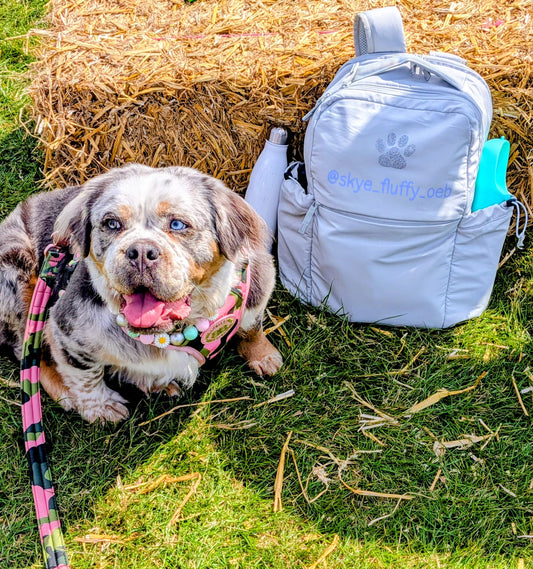 Dog sitting on grass next to a backpack with 'skye.fluffy.co.uk' branding