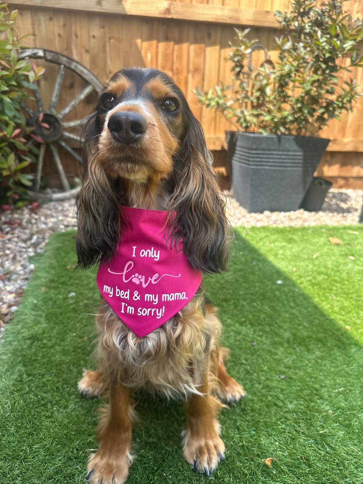 Pet Bandana - Made to order - Pawsitively Purrfect