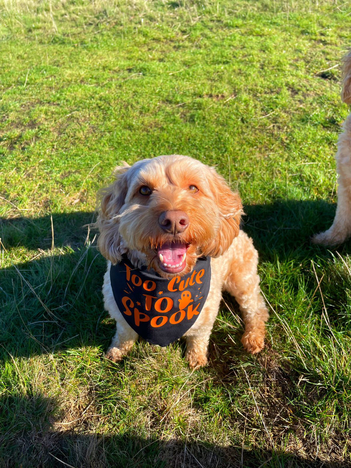 Our cute Halloween dog bandana