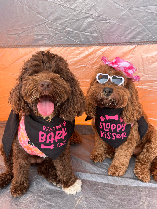 Dog wearing funny pet bandana with humorous design