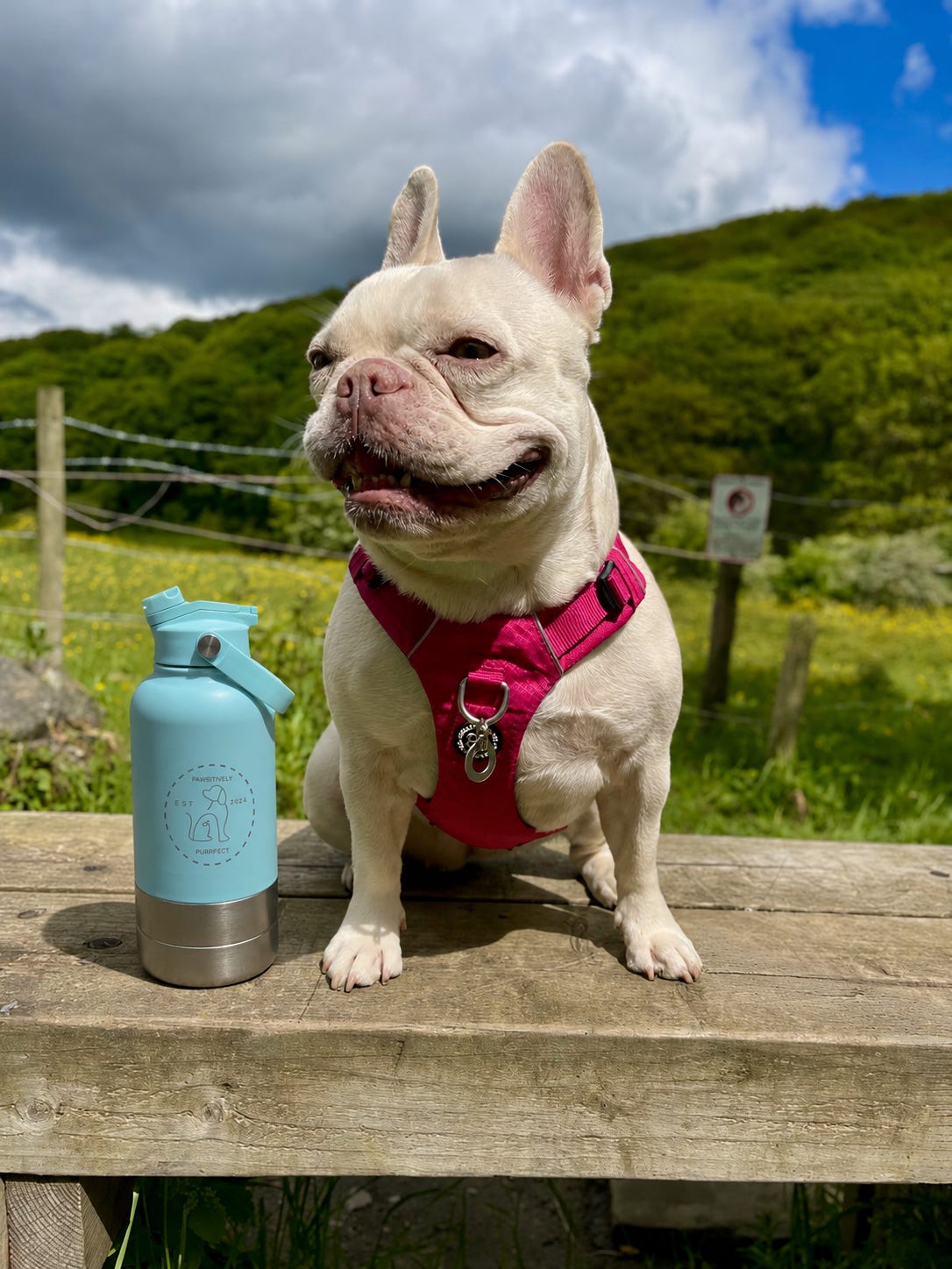 HydraPaws portable dog water bottle for outdoor adventures