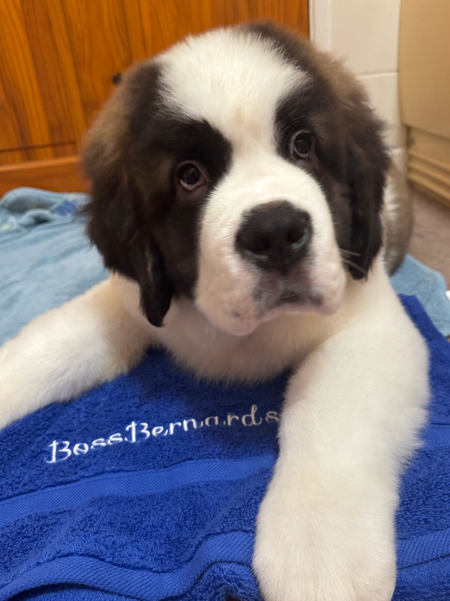 Personalised dog towel gift for dog lovers