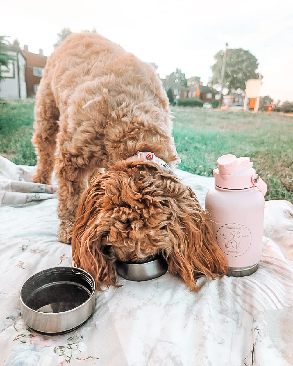 Personalised Bottles | Pet & Travel Drinkware