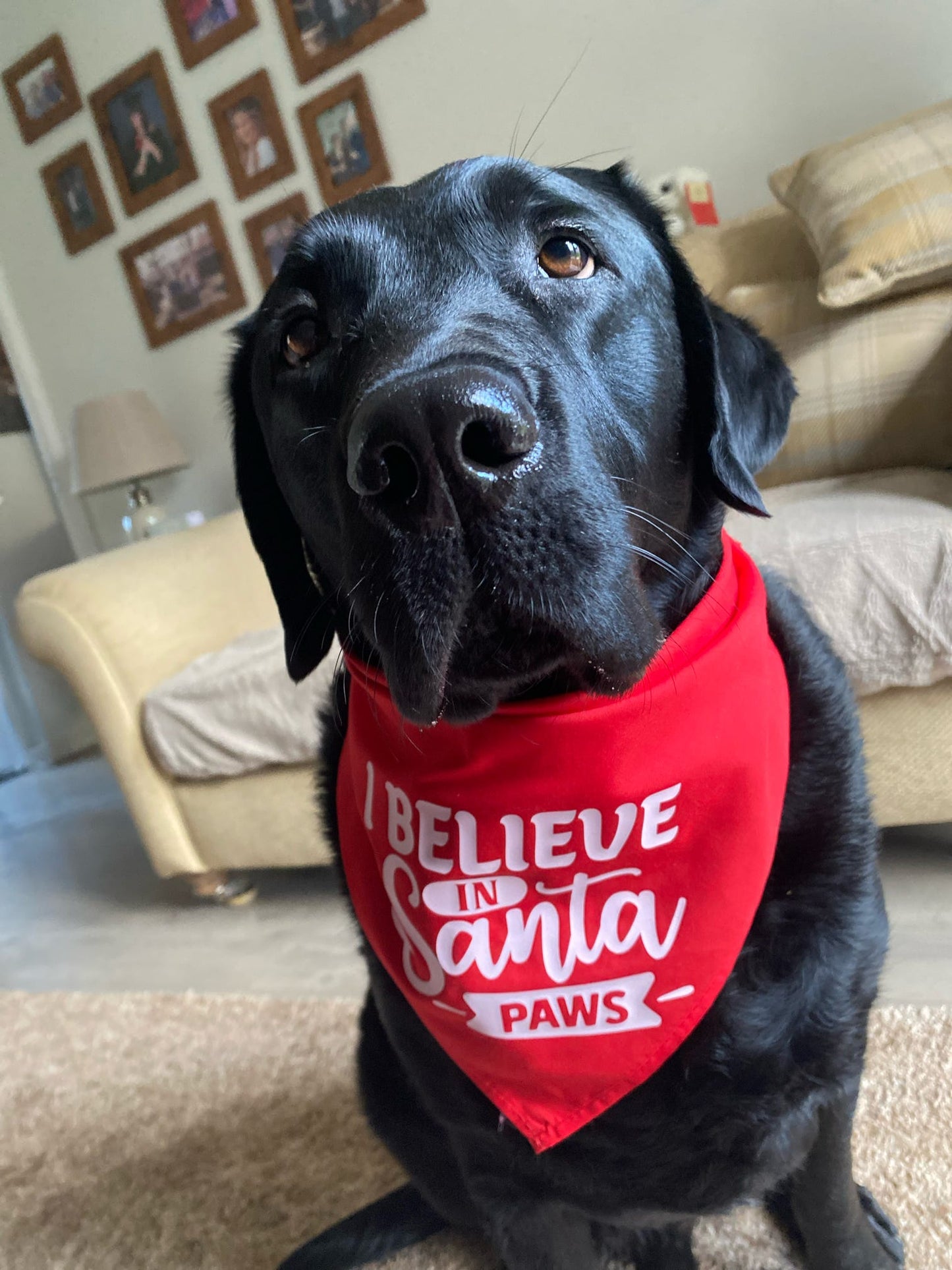 Christmas Pet Bandana | One Size | Choose Design