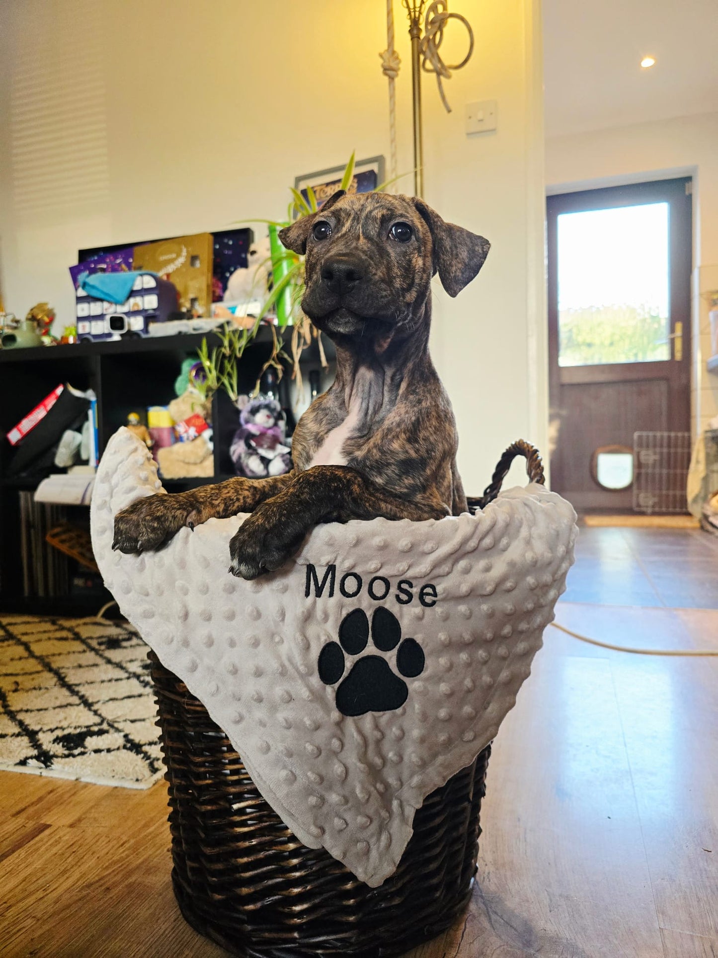 Embroidered Personalised Pet Blankets | Personalised Pet Gifts