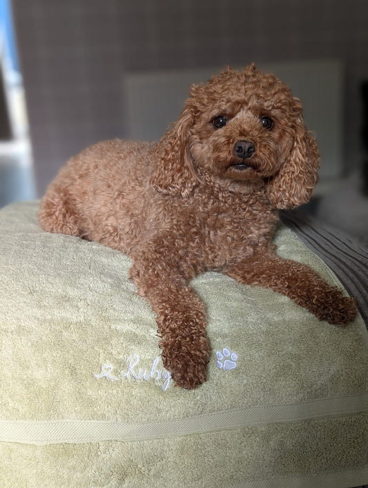Embroidered Personalised Pet Towel | 2 Sizes Available