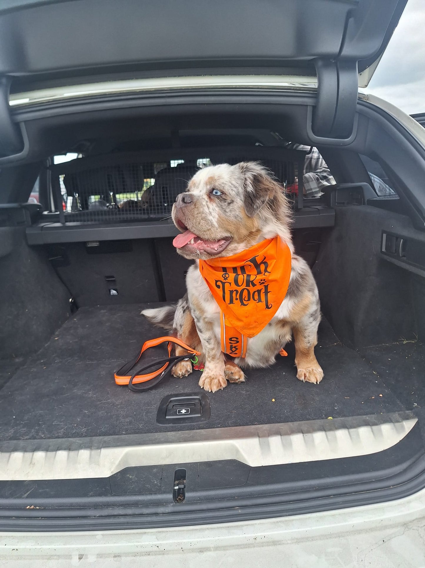 Halloween Pet Bandana | One Size | Choose Design