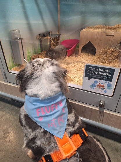 Funny Pet  Bandana | Choose Design | Personalised Pet Gifts