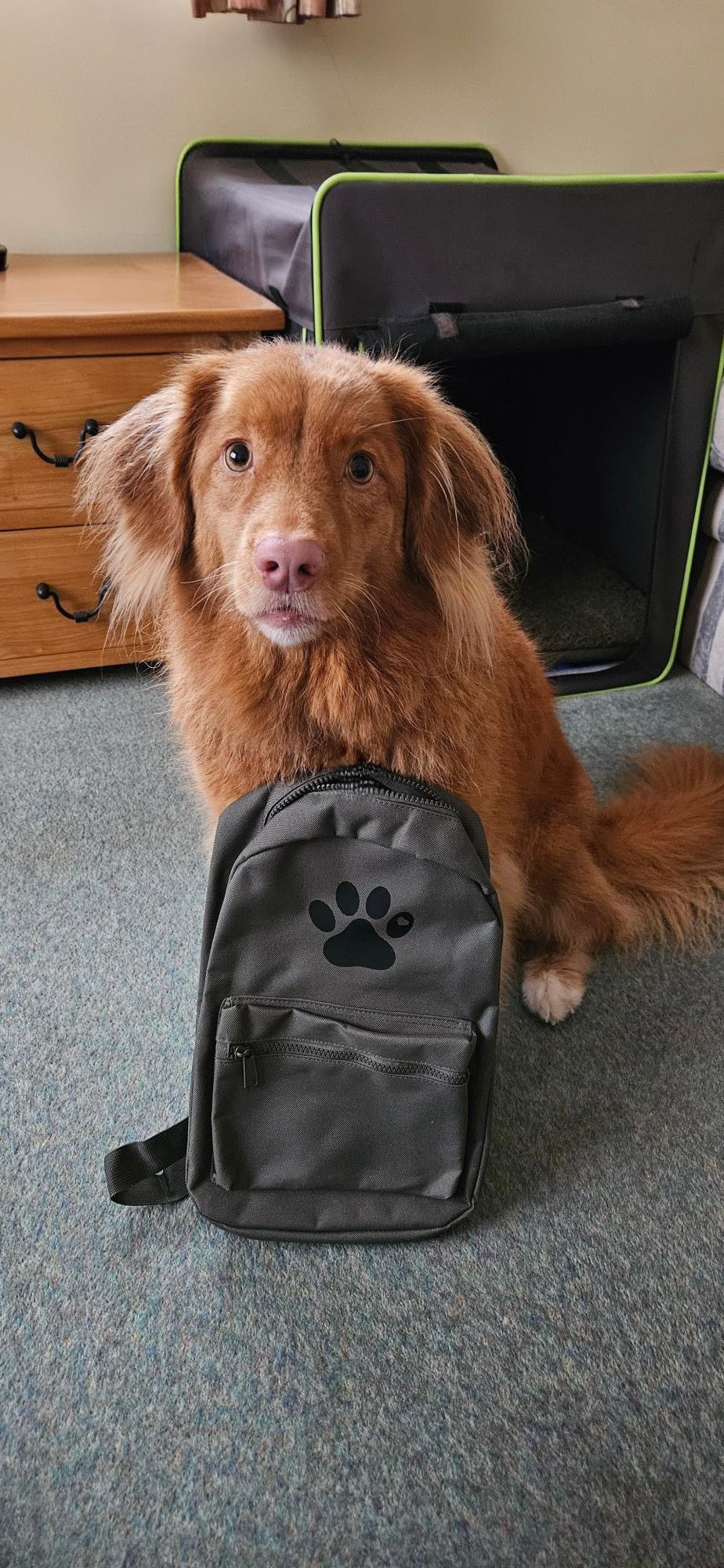 Personalised Pet Mini Backpacks