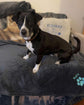 Black and white dog sitting on a dark blue cushion with 'Kora' branding.