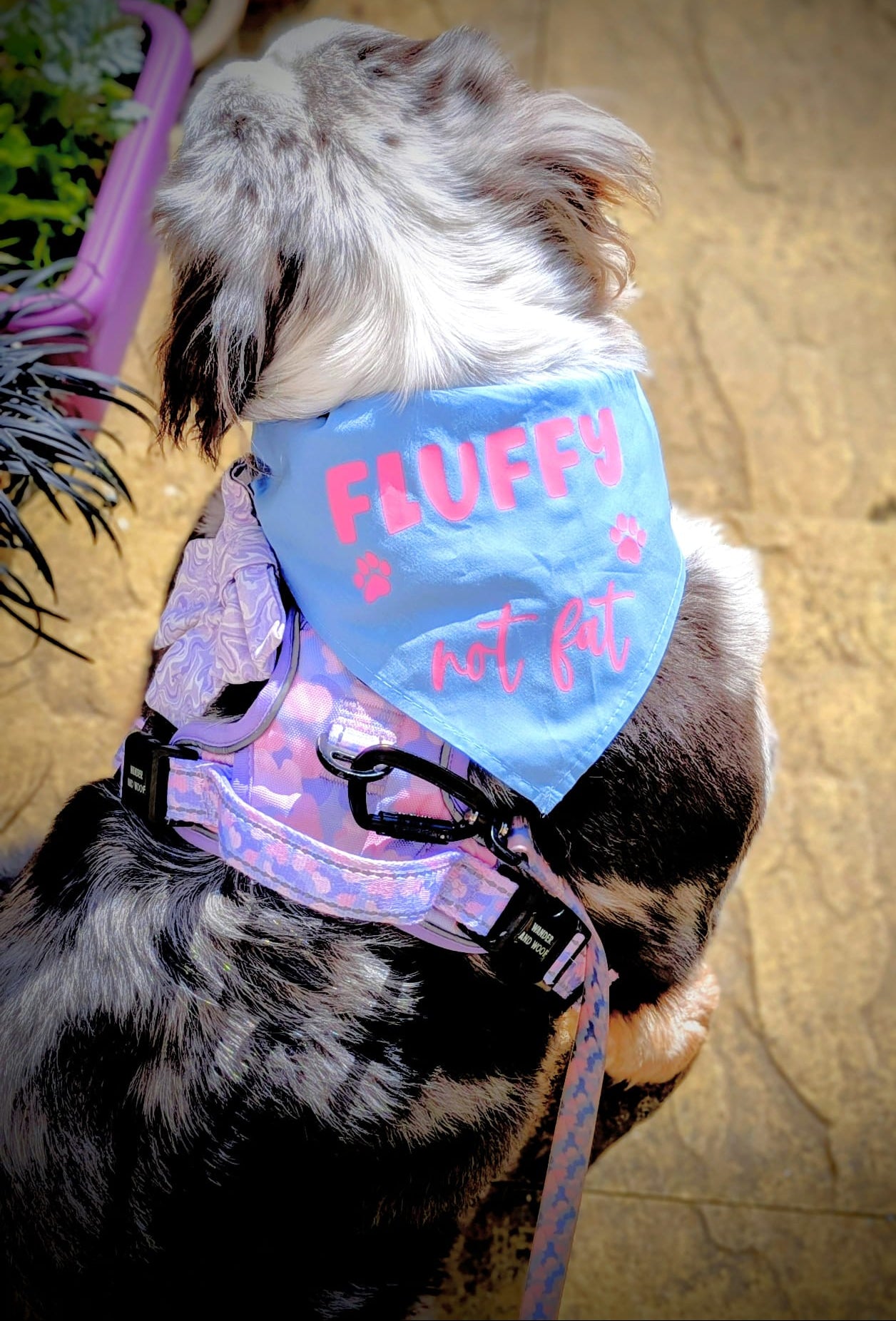 Dog wearing a colorful harness with 'FLUFFY' and 'not fat' text on a bandana