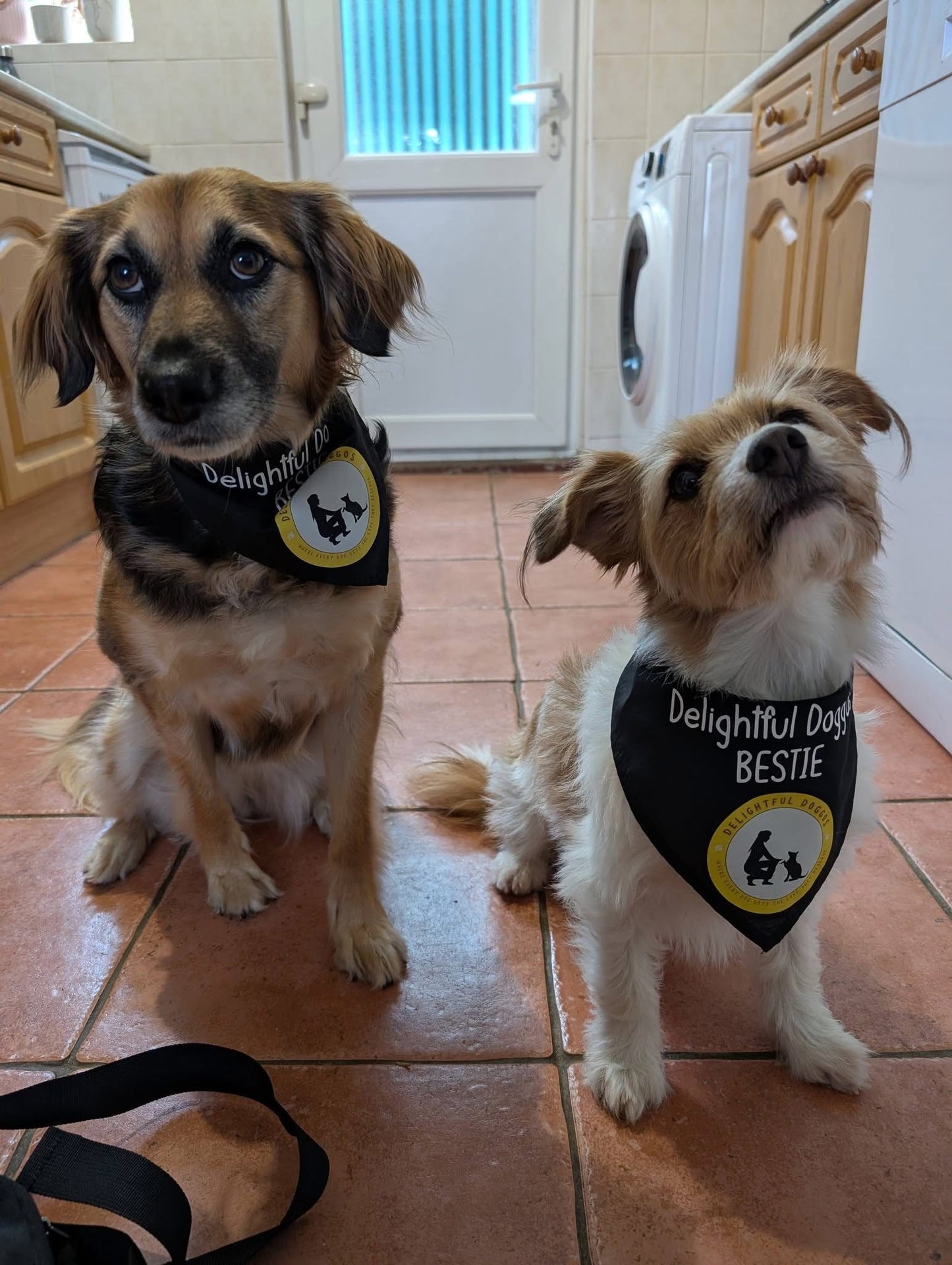 Two dogs wearing 'Delightful Dogs' bandanas in a kitchen.