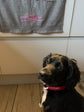 Human Hand & Paw Print Embroidered Pet Towel | Lots Of Colours