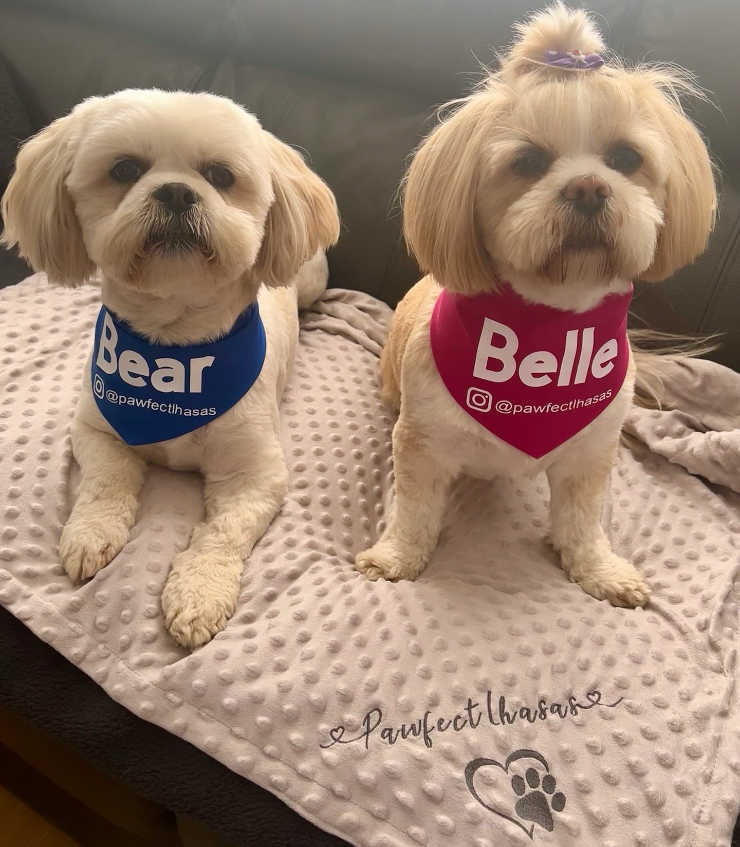 Two small dogs, one named Bear and the other Belle, wearing bandanas on a blanket.