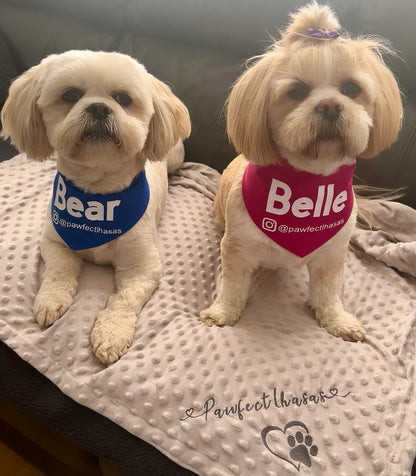 Two small dogs, one named Bear and the other Belle, wearing bandanas on a blanket.