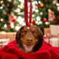 Personalised Christmas Pet Bauble Ornament