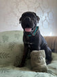 Embroidered Personalised Pet Towel | 2 Sizes Available