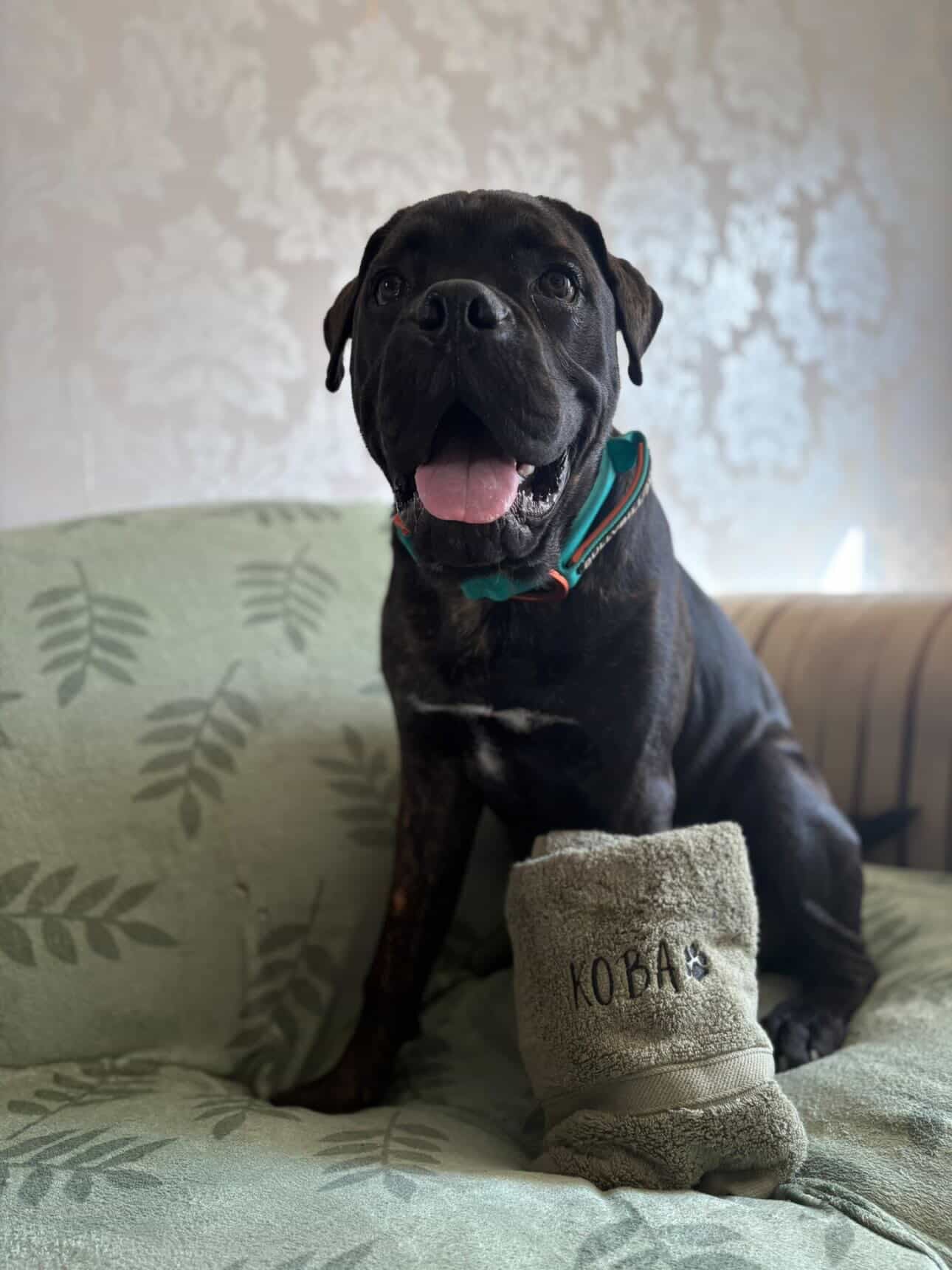 Embroidered Personalised Pet Towel | 2 Sizes Available