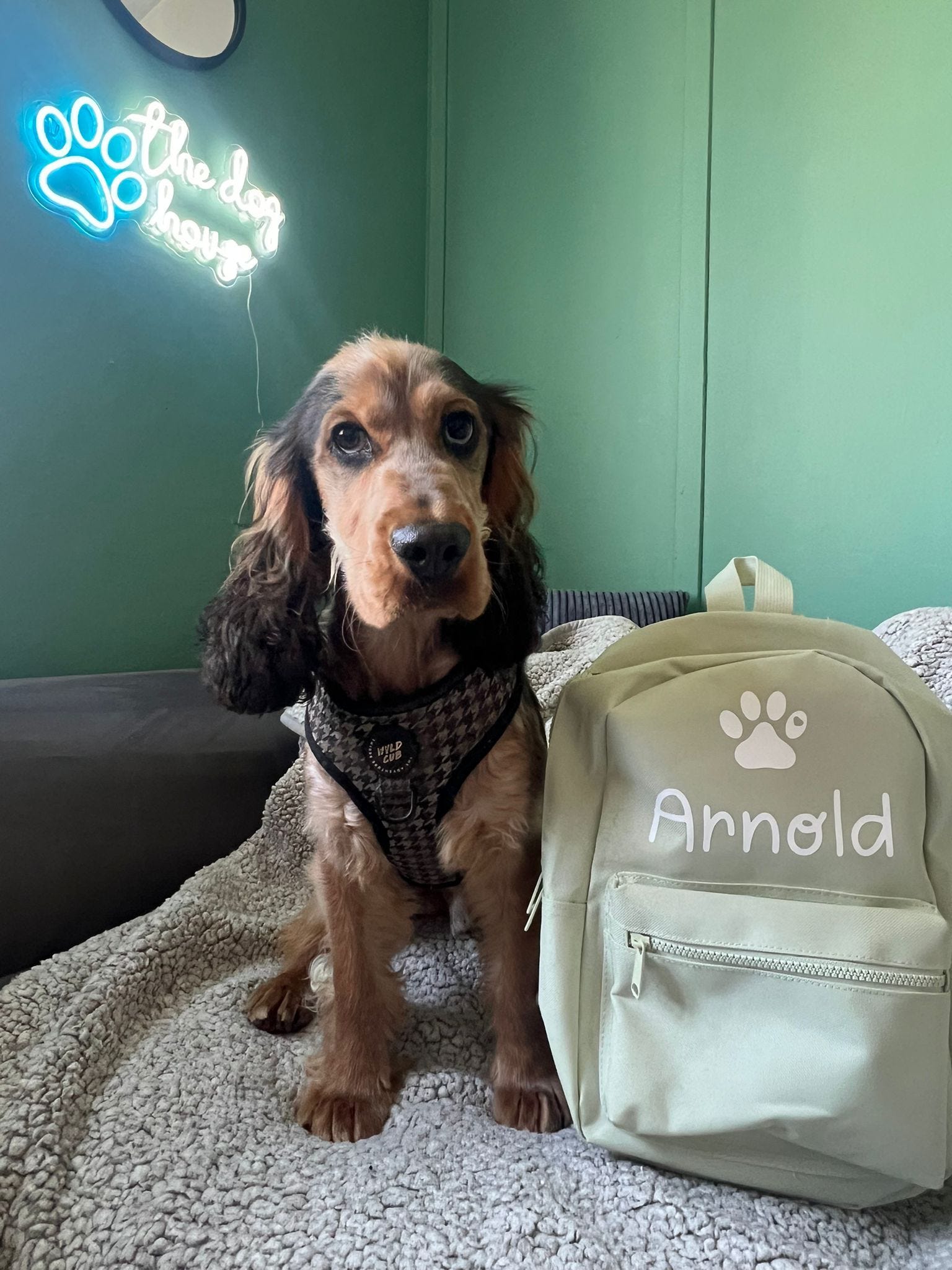 アイドル [MINYYUNY] Precious Lettering PET Color Personalised Pet Backpacks l Personalised Pet Gifts – Pawsitively