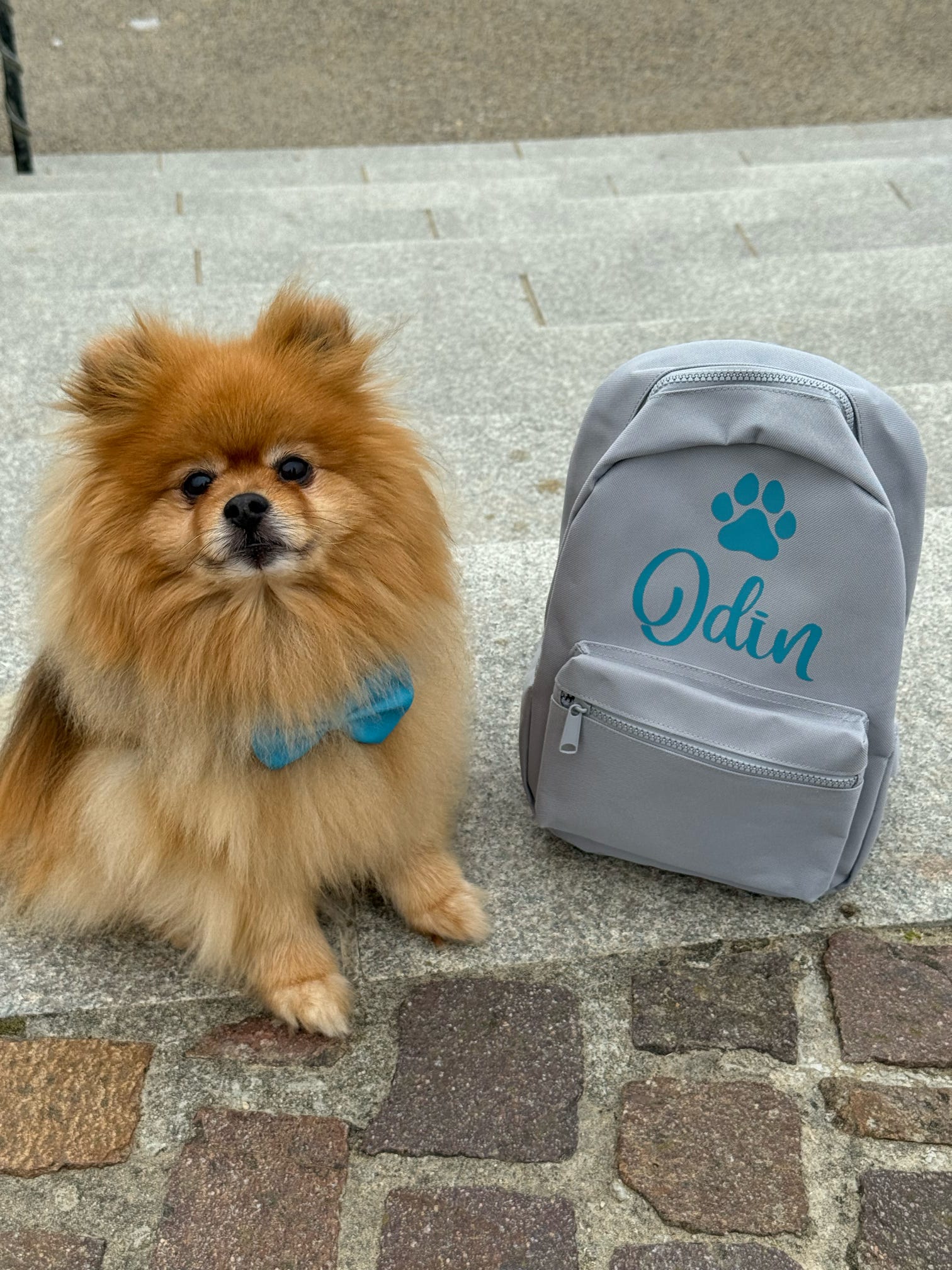 アイドル [MINYYUNY] Precious Lettering PET Color Personalised Pet Backpacks l Personalised Pet Gifts – Pawsitively