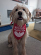 Christmas Pet Bandana | One Size | Choose Design