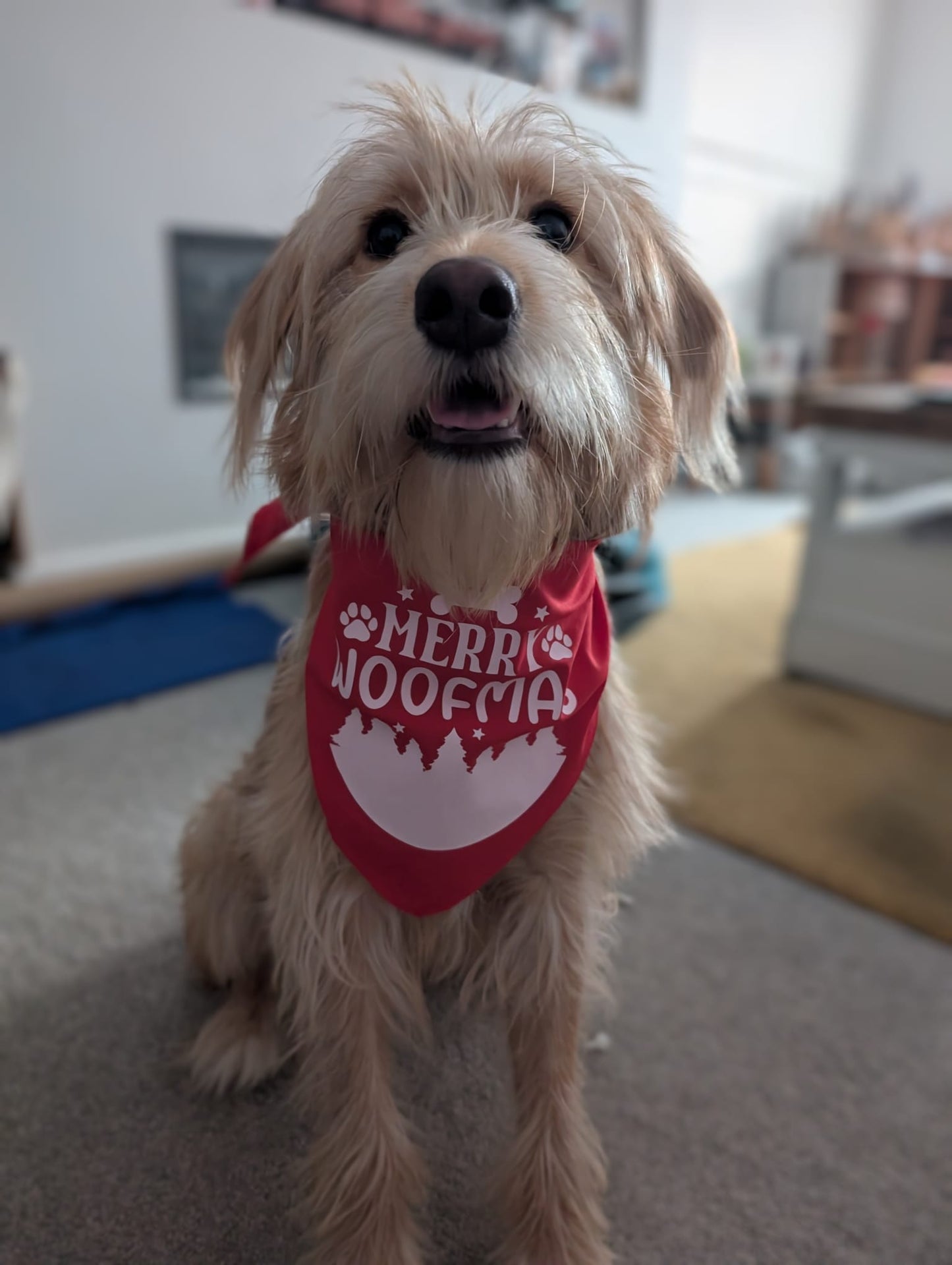 Christmas Pet Bandana | One Size | Choose Design