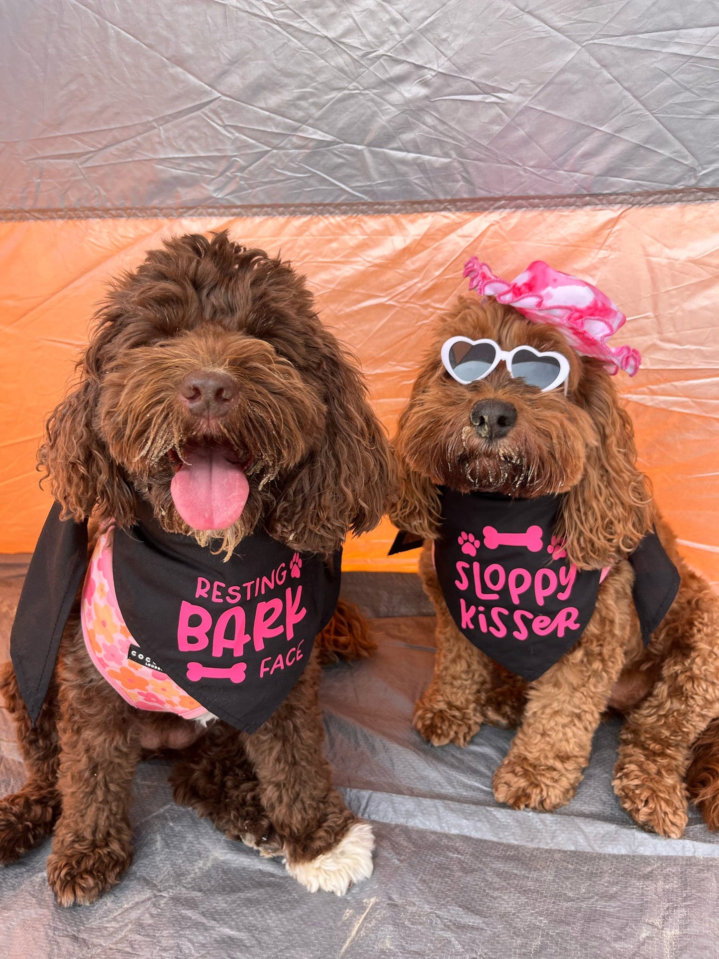 Funny Pet  Bandana | Choose Design