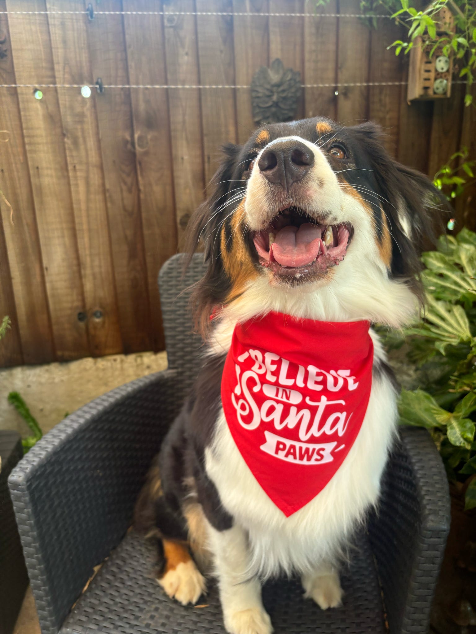 Dog wearing a red Christmas pet bandana with Believe in Santa Paws design