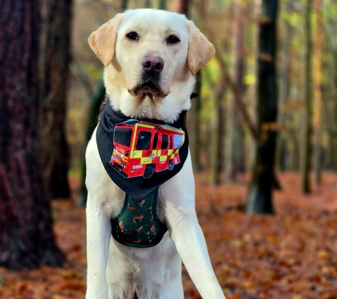 Our custom dog bandana for pet businesses