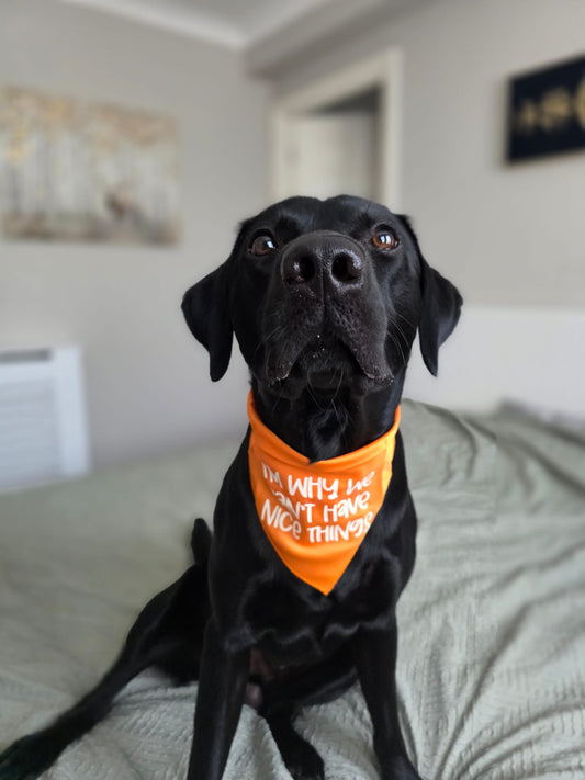 Funny dog bandana with novelty design on black dog
