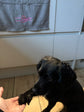 Embroidered human hand and paw pet towel for dogs