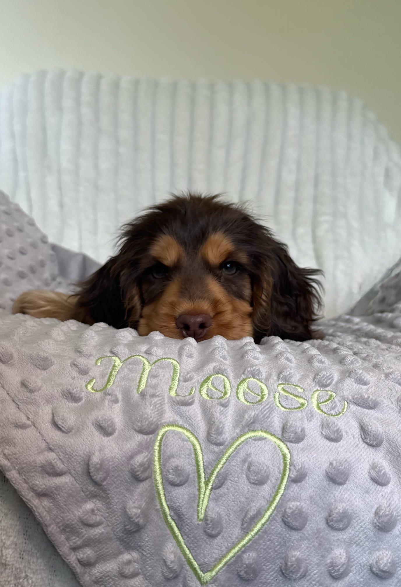 Embroidered personalised dog blanket with paw print design