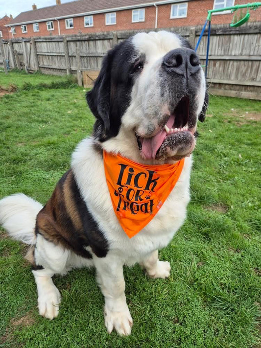 Our Halloween dog bandana for spooky season