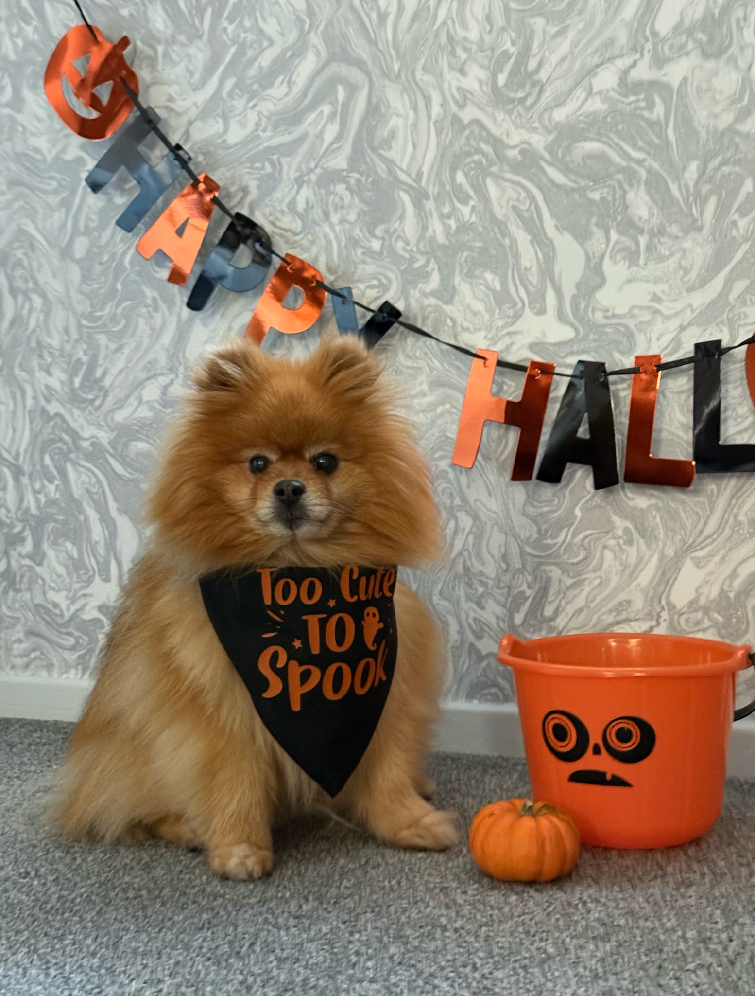 Our Halloween pet bandana with spooky design