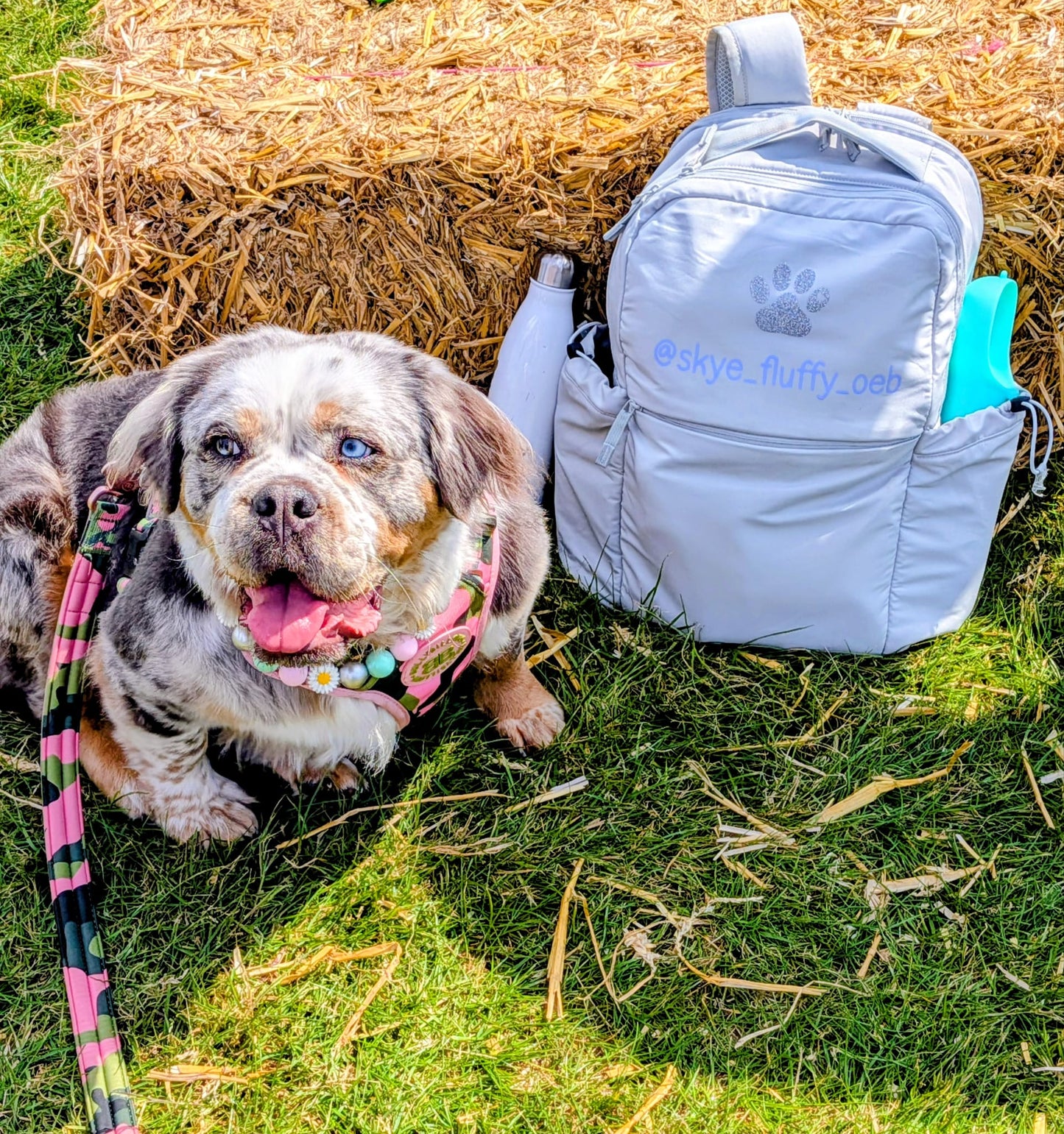 Personalised luxury pet backpack with dog sitting beside it