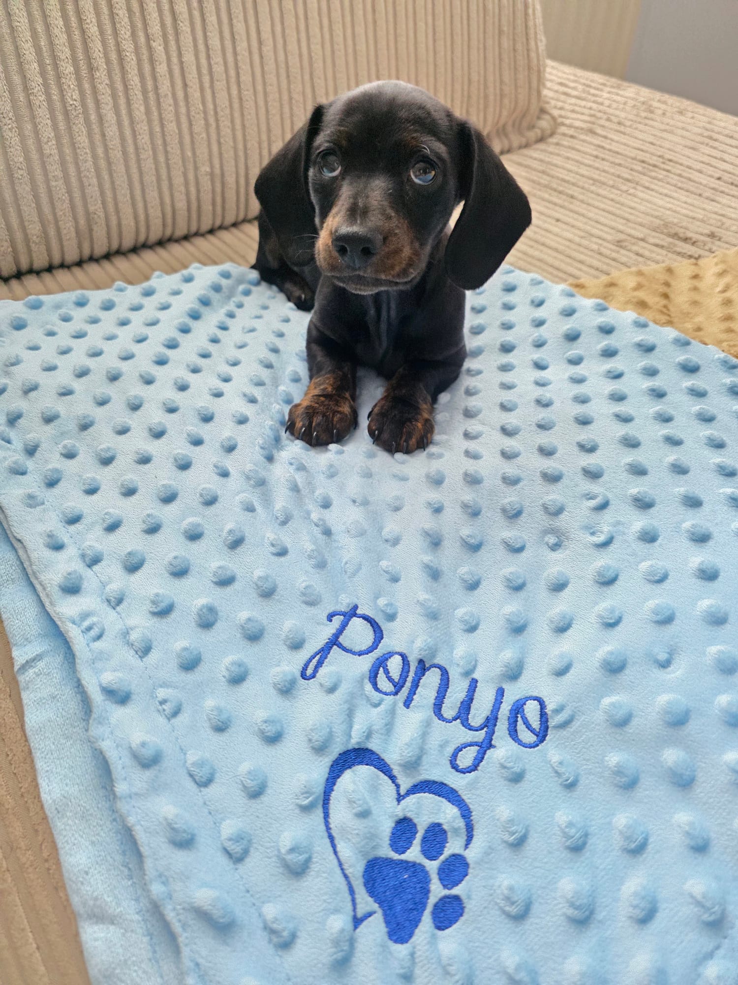 Personalised cat and dog blanket made from soft fleece
