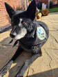 Our personalised pet sitter bandana with custom branding