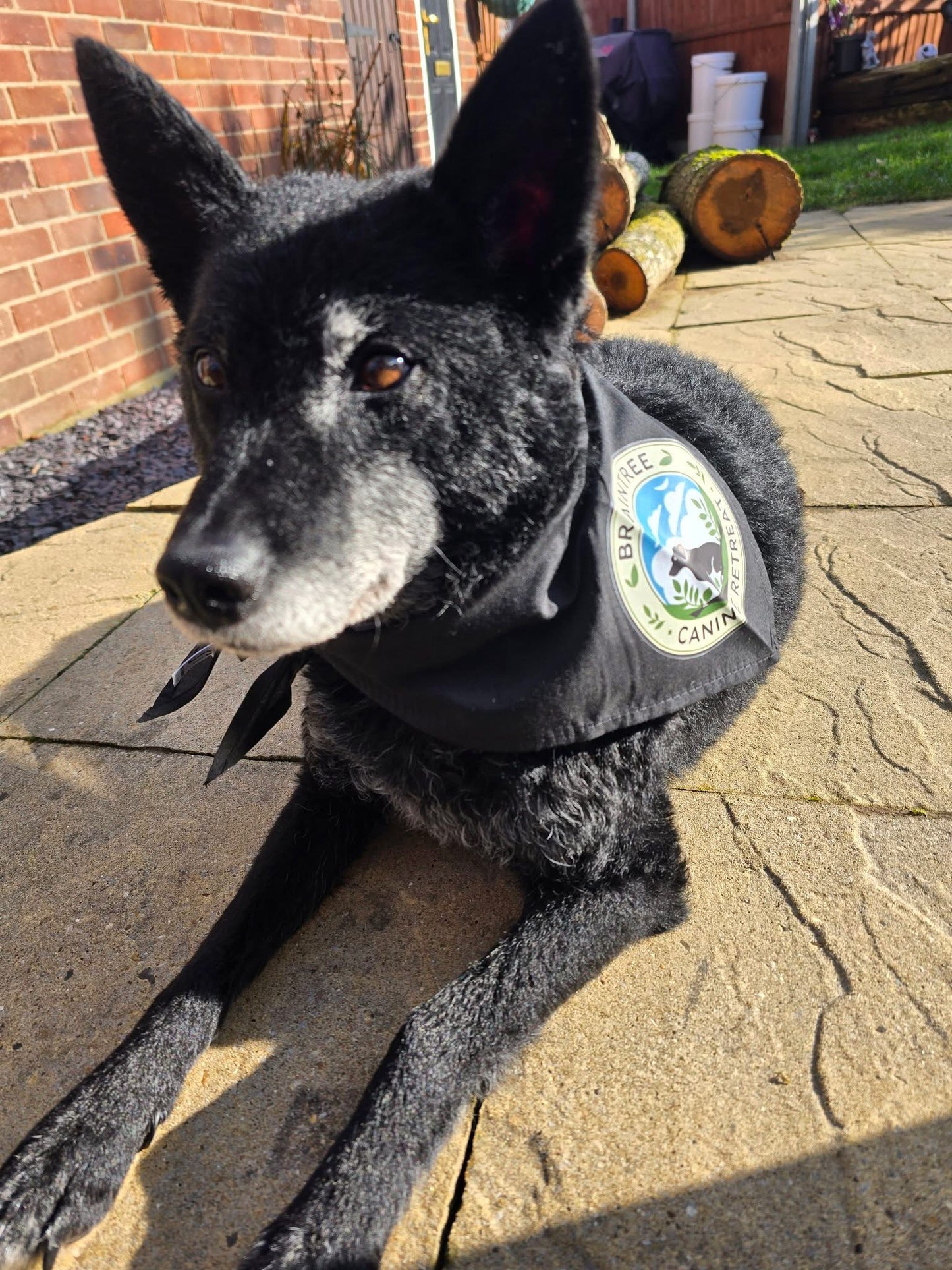 Our personalised pet sitter bandana with custom branding